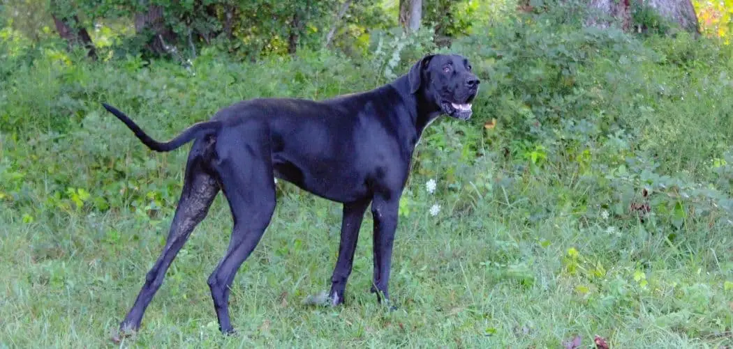 Dog Moving Slow and Not Eating