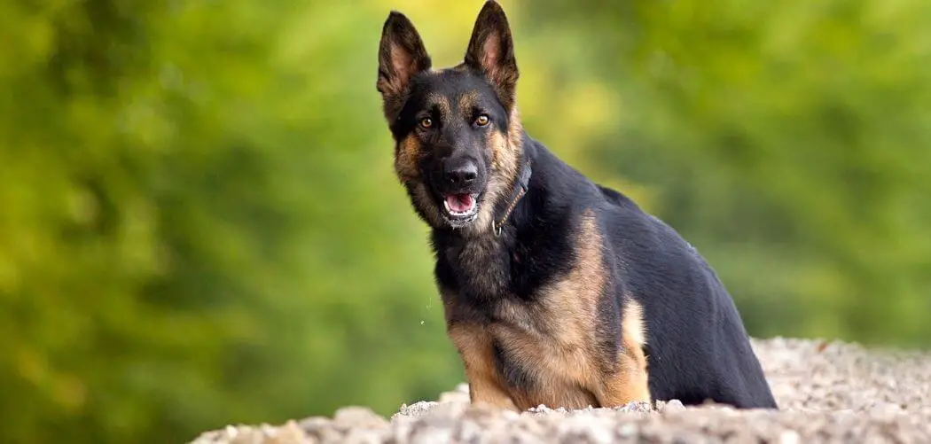 Dog Mucus Poop and Not Eating