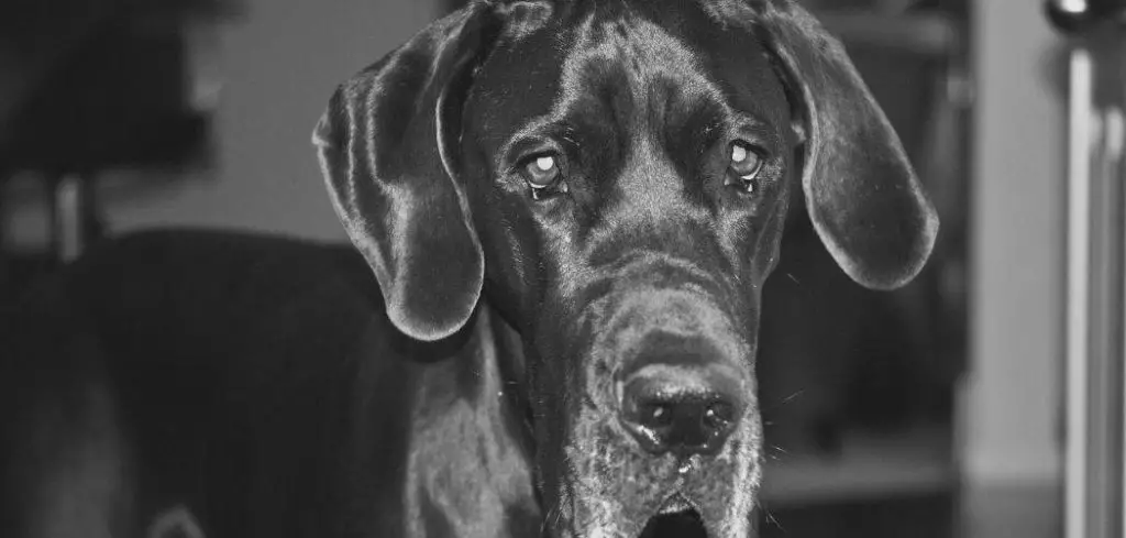Dog Nauseous and Not Eating