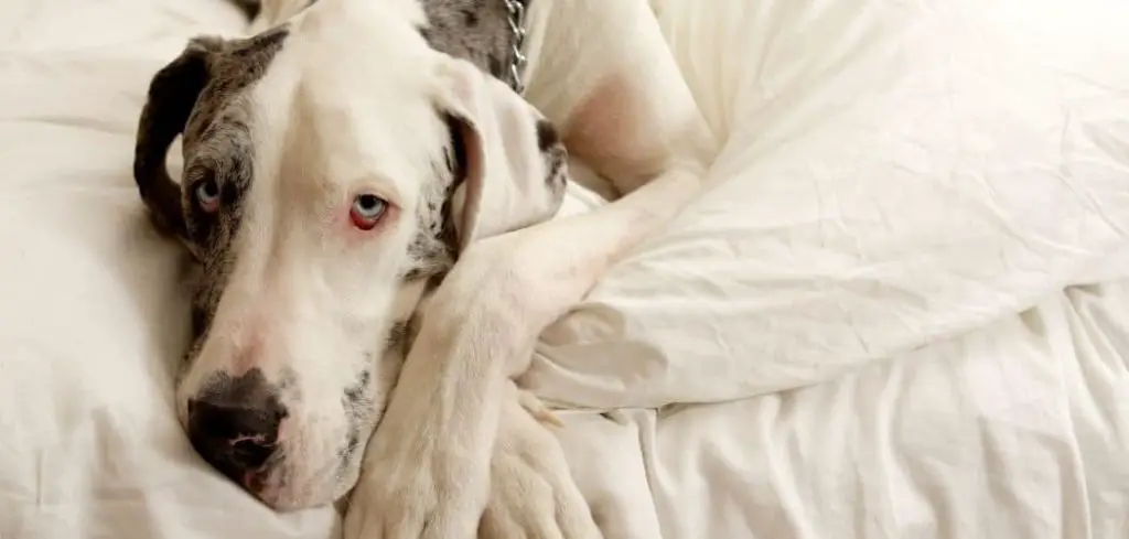 Dog Not Active and Not Eating
