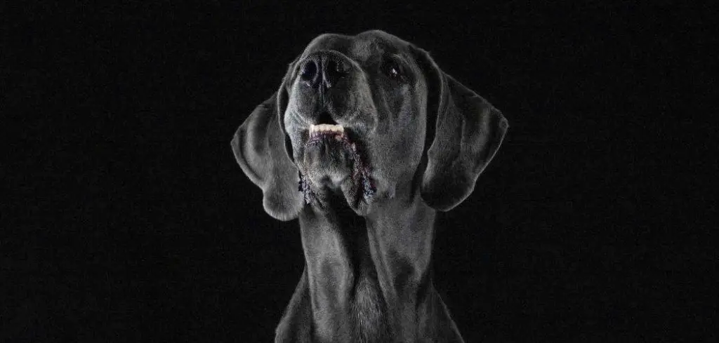 Dog Not Eating and Crying at Night