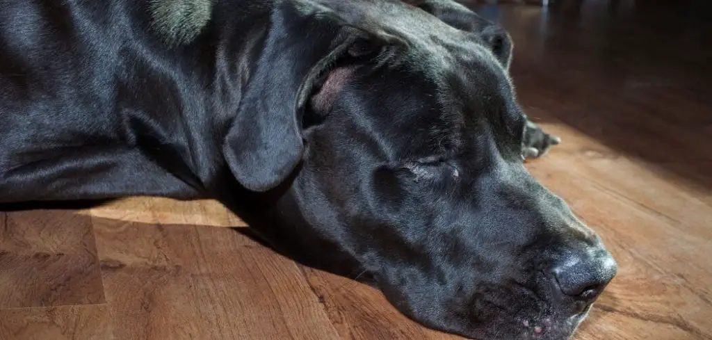 Dog Not Eating and Snoring