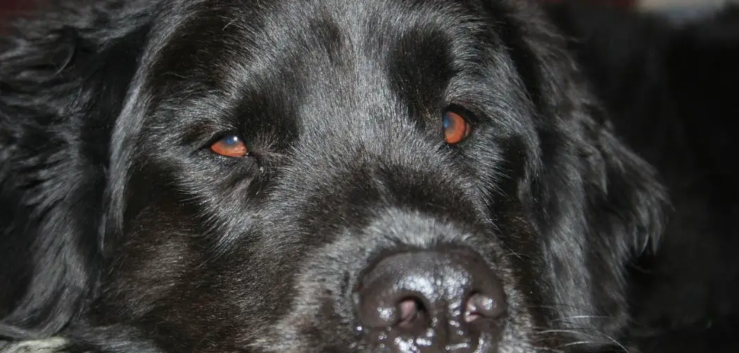 Dog Not Eating but Drinking Water and Acting Normal