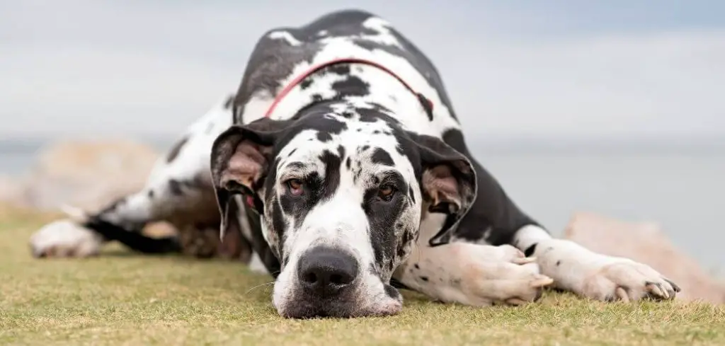 Dog Not Moving and Not Eating