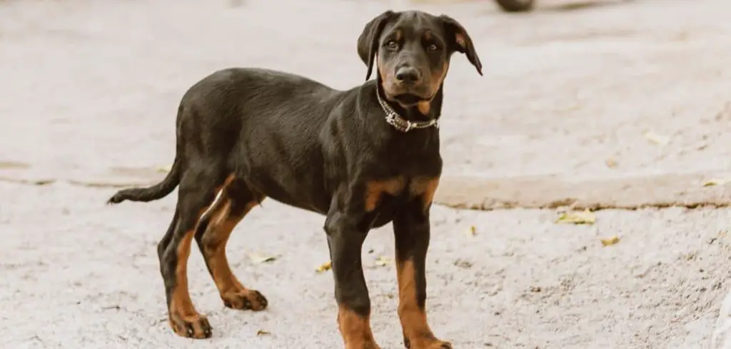 Dog Panting and Pacing