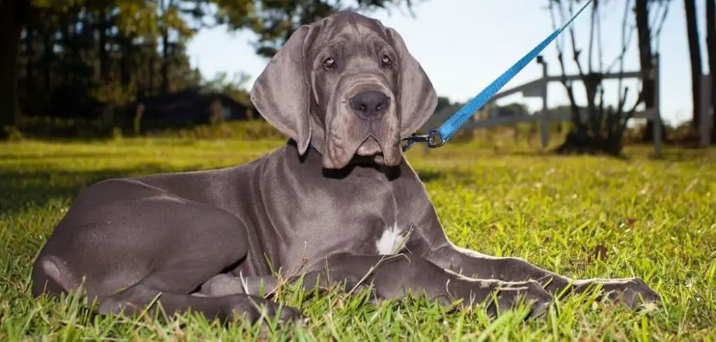 Dog Pooping Black and Not Eating
