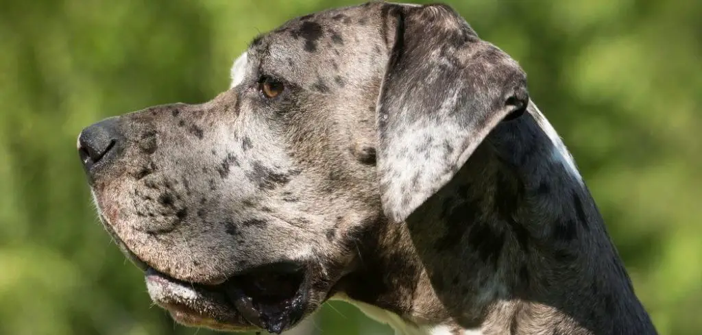Dog Puking and Not Eating