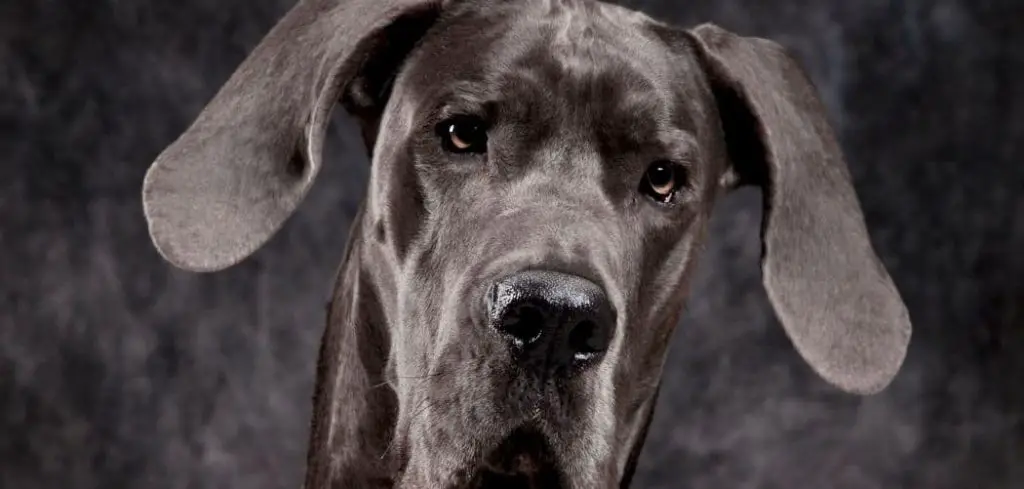 Dog Restless and Not Eating