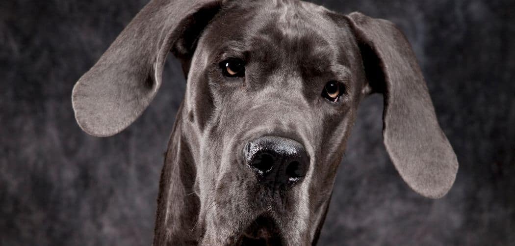 Dog Restless and Not Eating