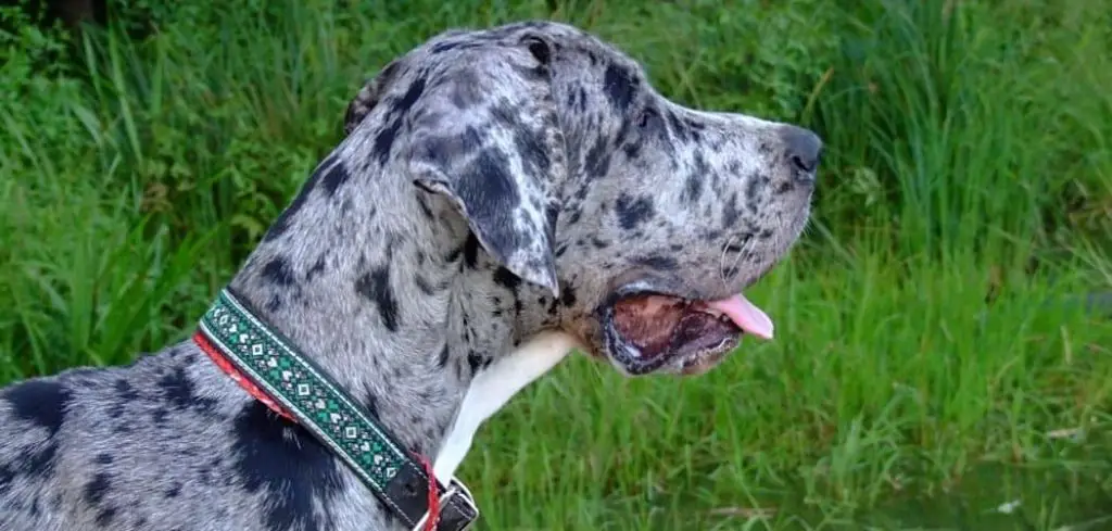 Dog Tail Down and Not Eating