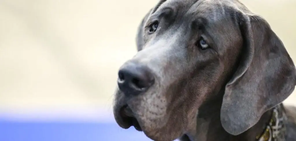 Dog Trembling and Not Eating