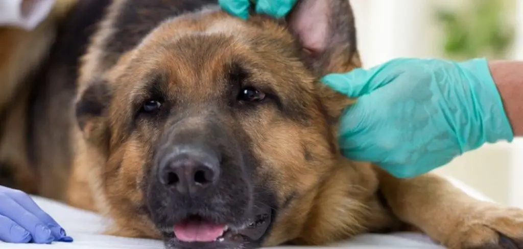 Dog Vomiting Green Liquid and Not Eating