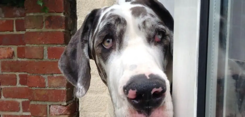 Dog Weak and Not Eating Fresh Blood in Mouth