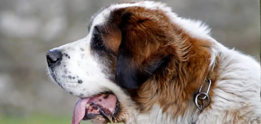 Dog Drooling Excessively