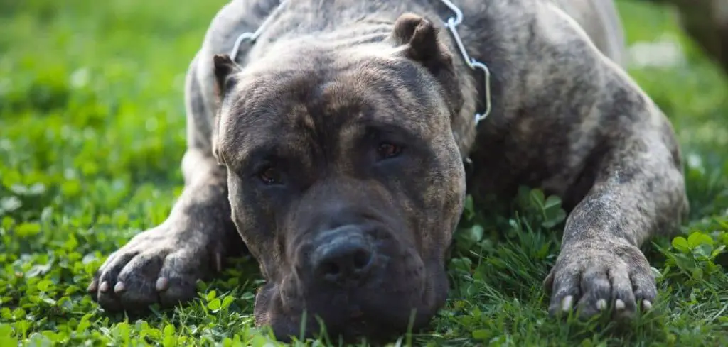 Dog Shaking and Not Eating and Lethargic