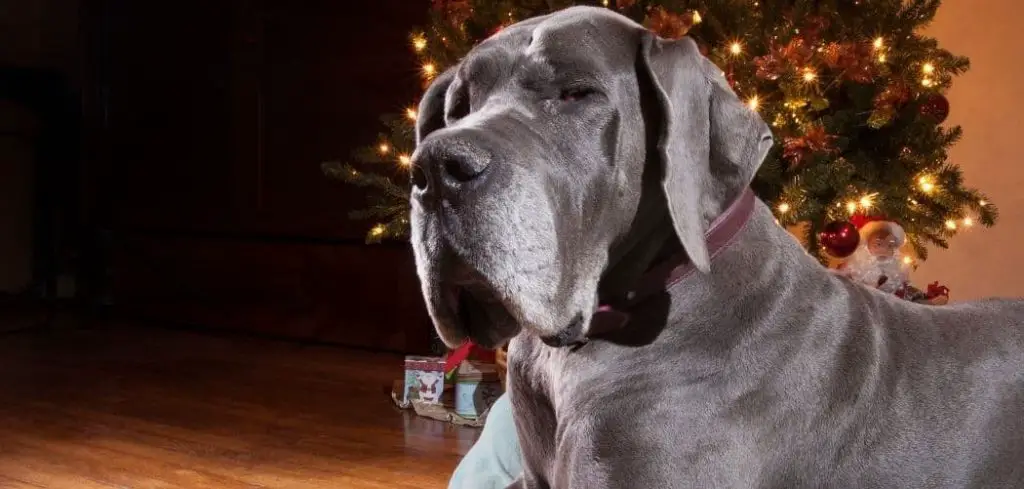 My Dog Seems Sad and Tired and Not Eating