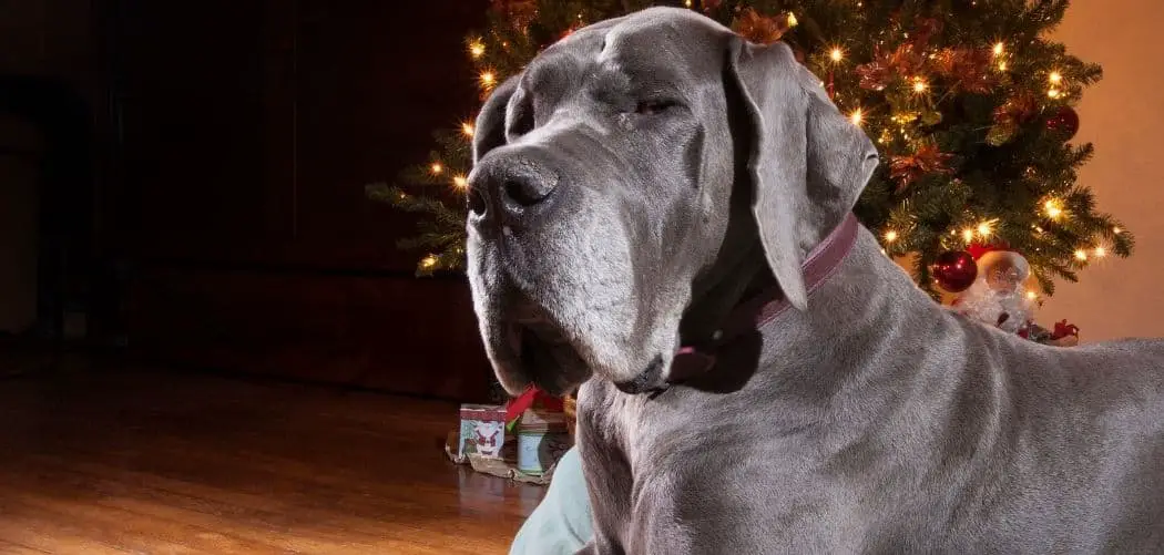 My Dog Seems Sad and Tired and Not Eating
