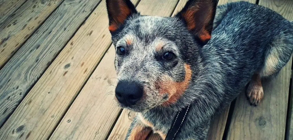 Dog Breathing Heavily and Not Eating