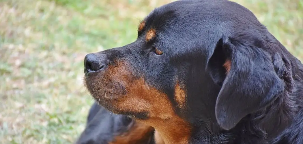 Dog Constipated and Not Eating
