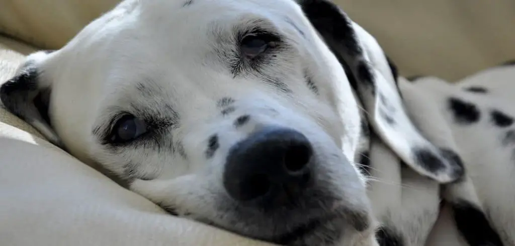 Dog Depressed and Not Eating
