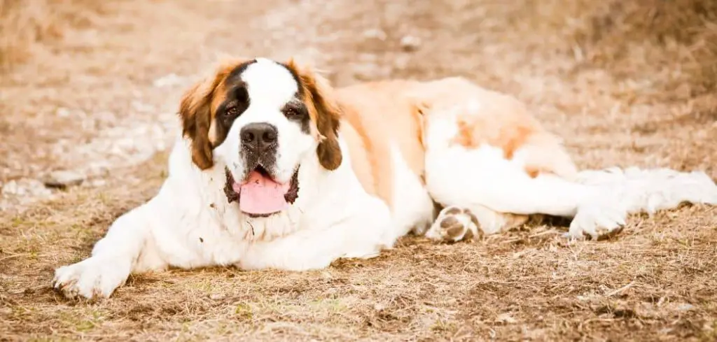 Dog Has Bad Gas and Not Eating