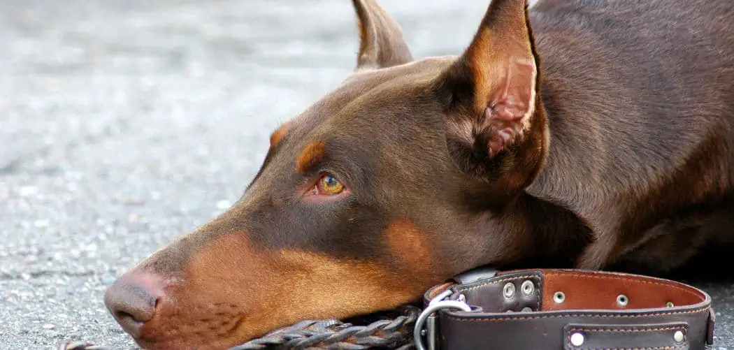 Dog Lethargic Not Eating Blood in Stool