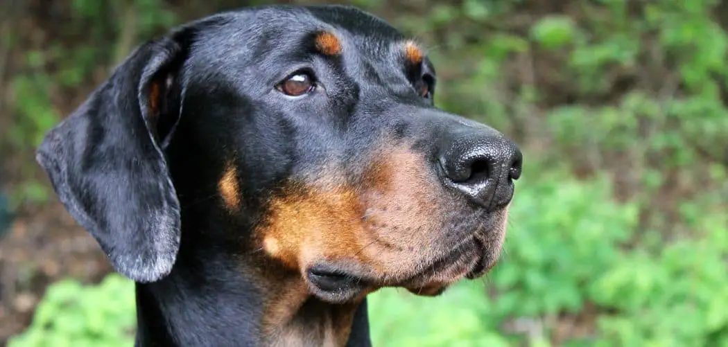 Dog Panting a Lot and Burping