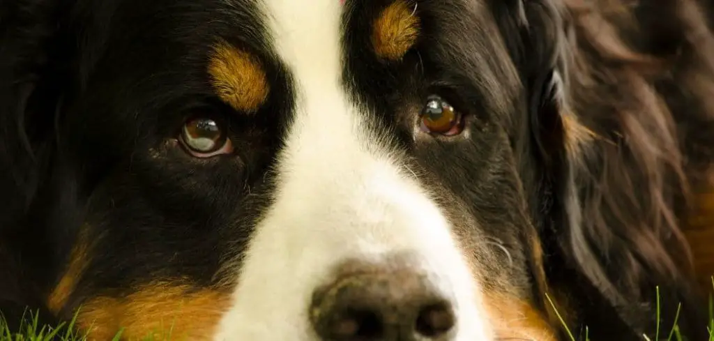 Dog Panting and Anxious