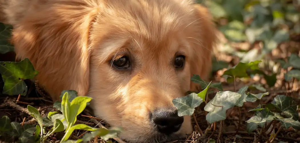 Dog Panting and Chewing on Paws