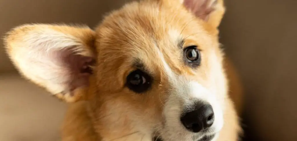 Dog Panting and Coughing