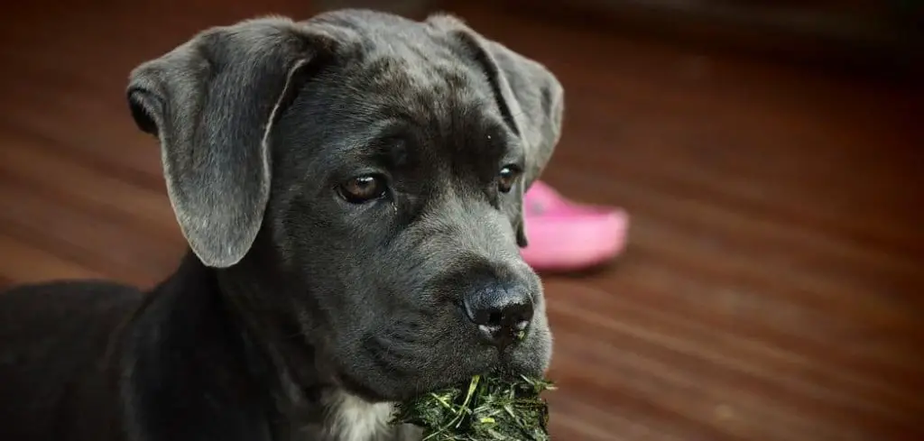 Dog Panting and Drooling