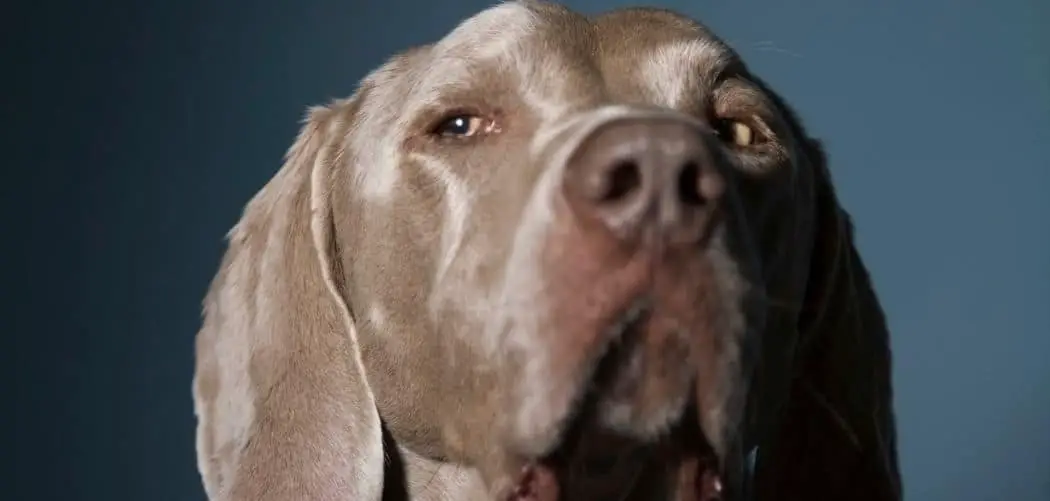 dog panting and pregnant