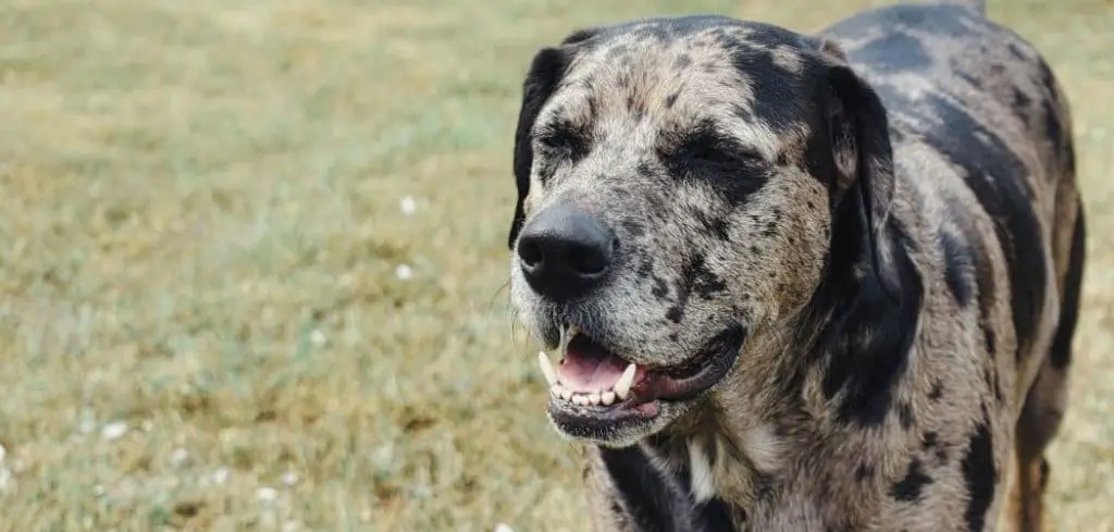 Dog Panting and Restless