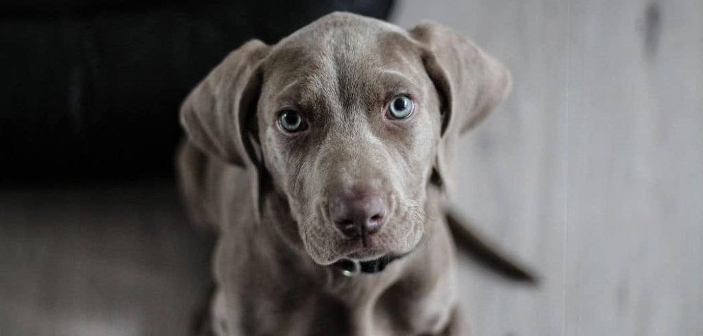 Dog Panting and Restless at Night