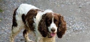 Picture of Dog Panting Excessively and Shaking (Causes and What To Do) - Canines ...
