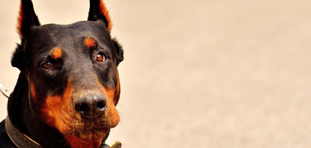 Dog Shaking and Limping