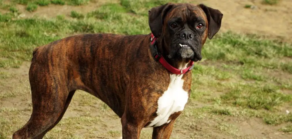 dog vomiting white foam and mucus