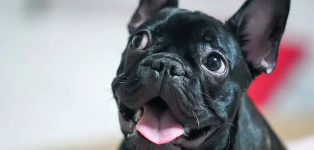 Dog Vomiting White Foam and Not Eating
