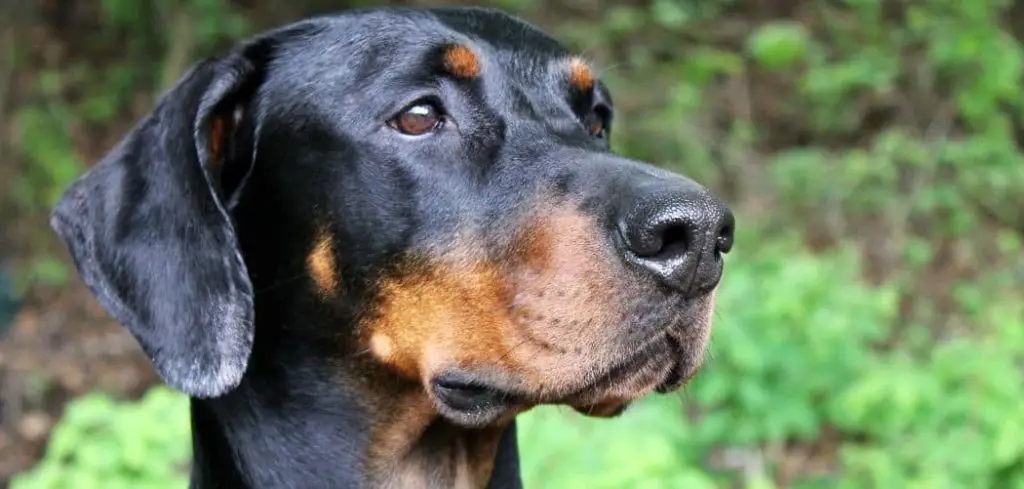 Dog Vomiting White Foam and Yellow Bile