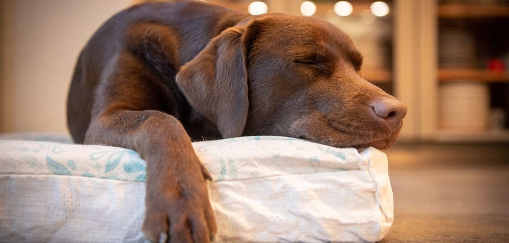 Dog Breathing Heavy and Fast While Sleeping