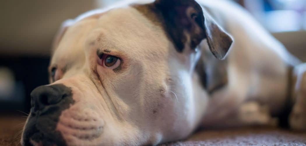 Dog Breathing Heavy and Shivering