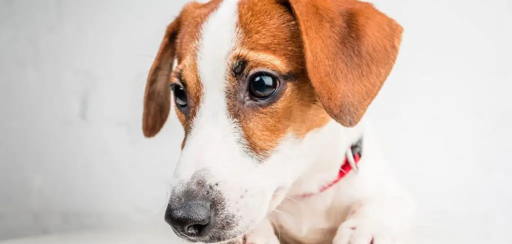 Dog Breathing Heavy and Throwing Up