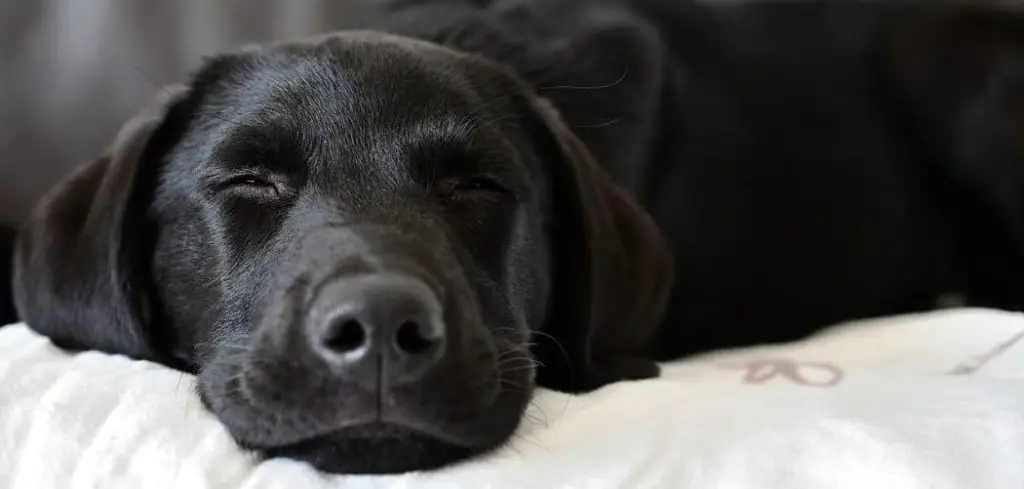 Dog Breathing Heavy and Twitching in Sleep