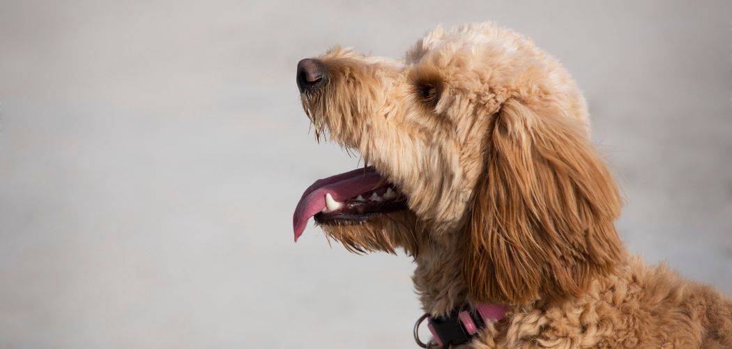Dog Breathing Heavy and Yawning