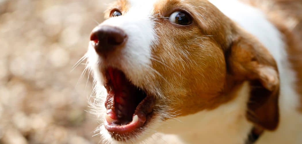 Dog Constantly Barking for No Reason