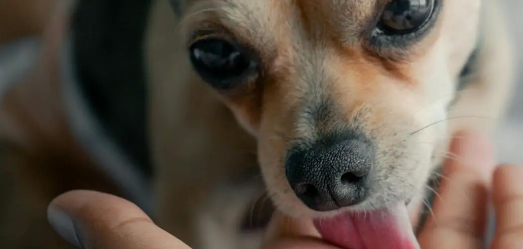 Dog Constantly Licking Me