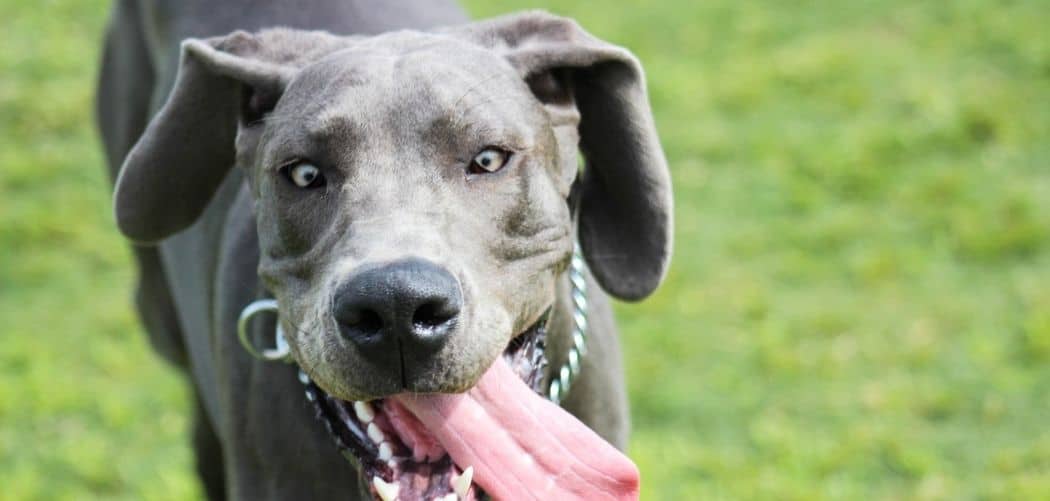 Dog Constantly Panting