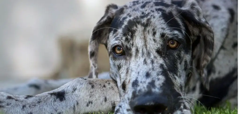 Dog Eating and Drinking Excessively