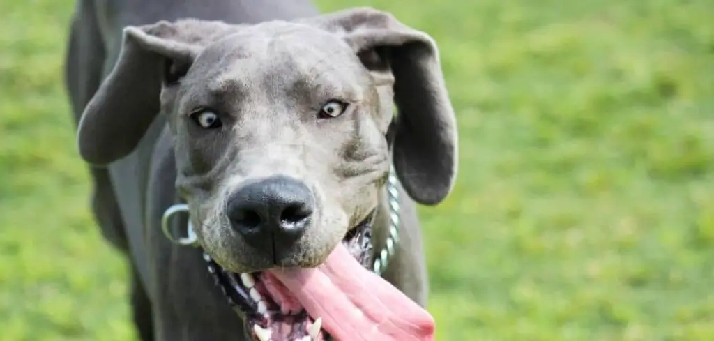 Dog Excessively Barking