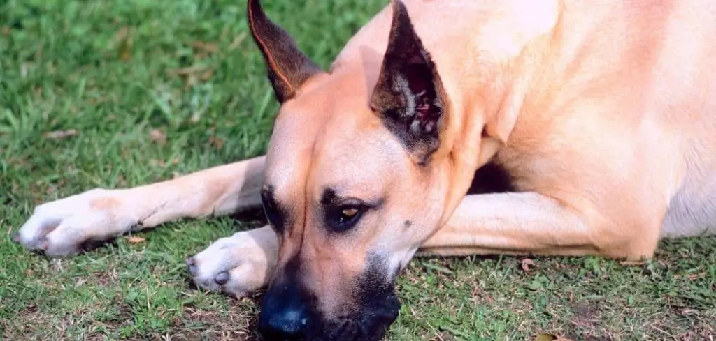 Dog Excessively Biting Paws